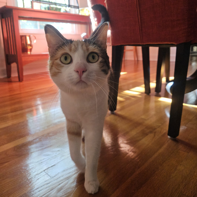 Blue Ribbon Cat Sitter Of Queen City