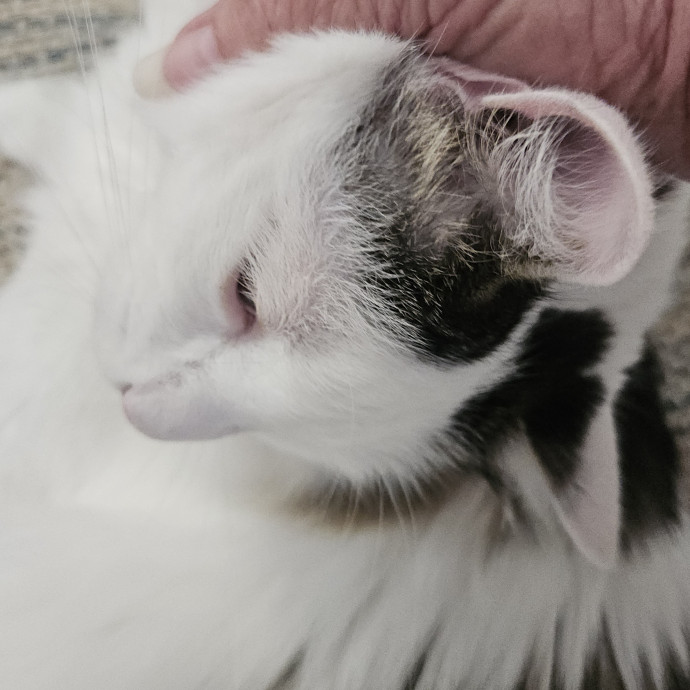 Blue Ribbon Cat Sitter Of Queen City