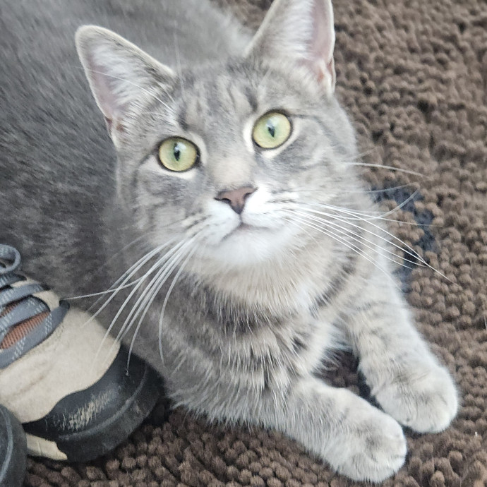 Blue Ribbon Cat Sitter Of Queen City