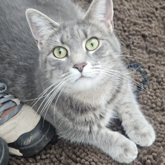 Blue Ribbon Cat Sitter Of Queen City