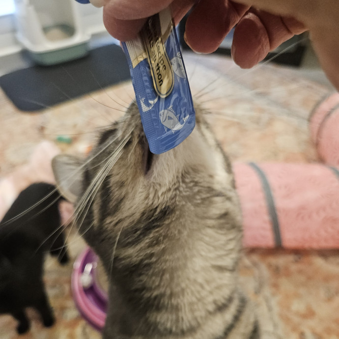Blue Ribbon Cat Sitter Of Queen City