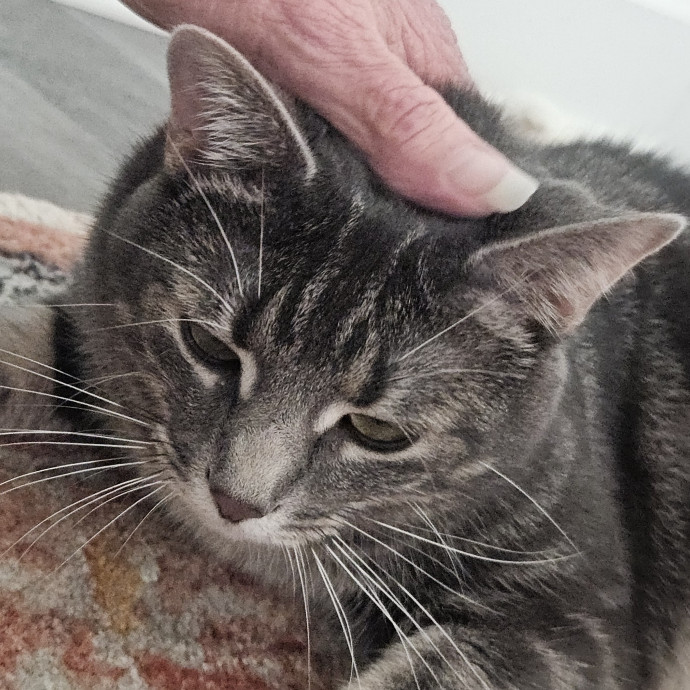 Blue Ribbon Cat Sitter Of Queen City