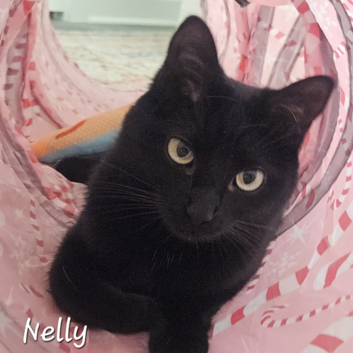 Blue Ribbon Cat Sitter Of Queen City
