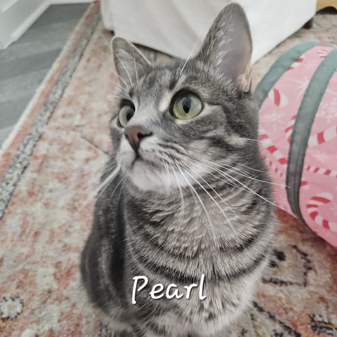 Blue Ribbon Cat Sitter Of Queen City