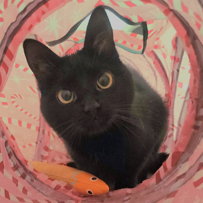 Blue Ribbon Cat Sitter Of Queen City