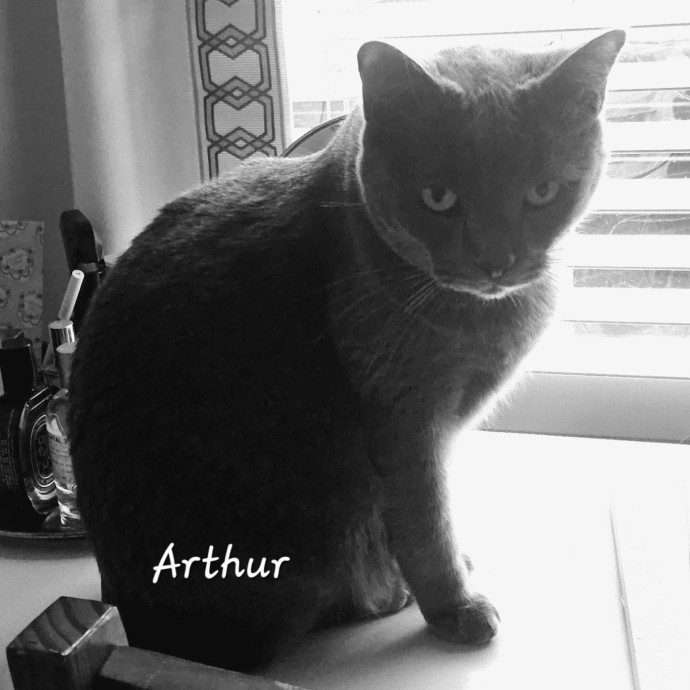 Blue Ribbon Cat Sitter Of Queen City