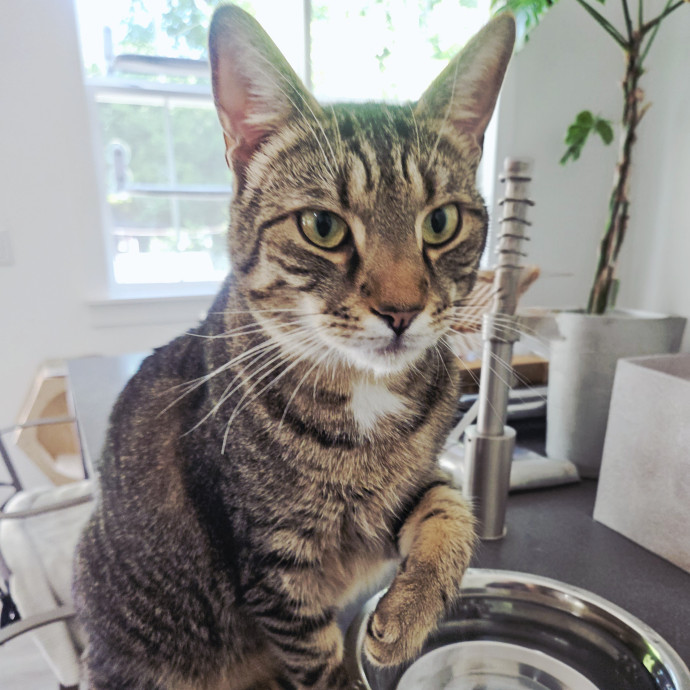 Blue Ribbon Cat Sitter Of Queen City