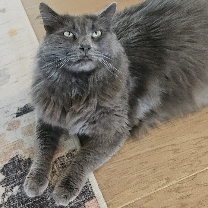Blue Ribbon Cat Sitter Of Queen City