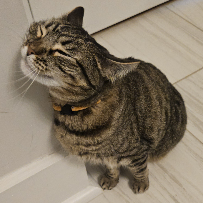 Blue Ribbon Cat Sitter Of Queen City