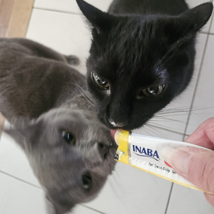 Blue Ribbon Cat Sitter Of Queen City