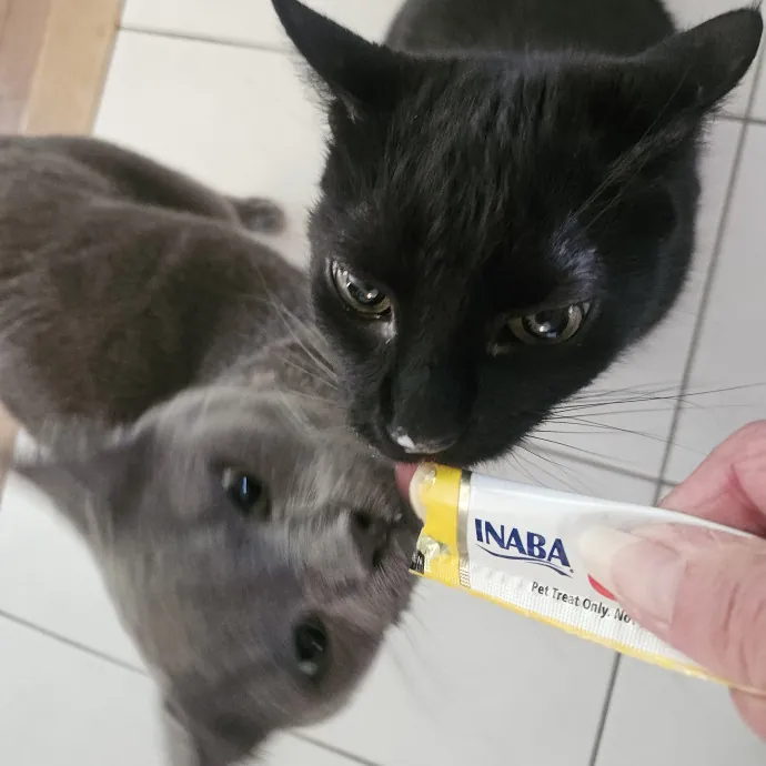 Blue Ribbon Cat Sitter Of Queen City