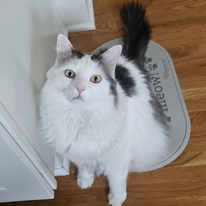 Blue Ribbon Cat Sitter Of Queen City