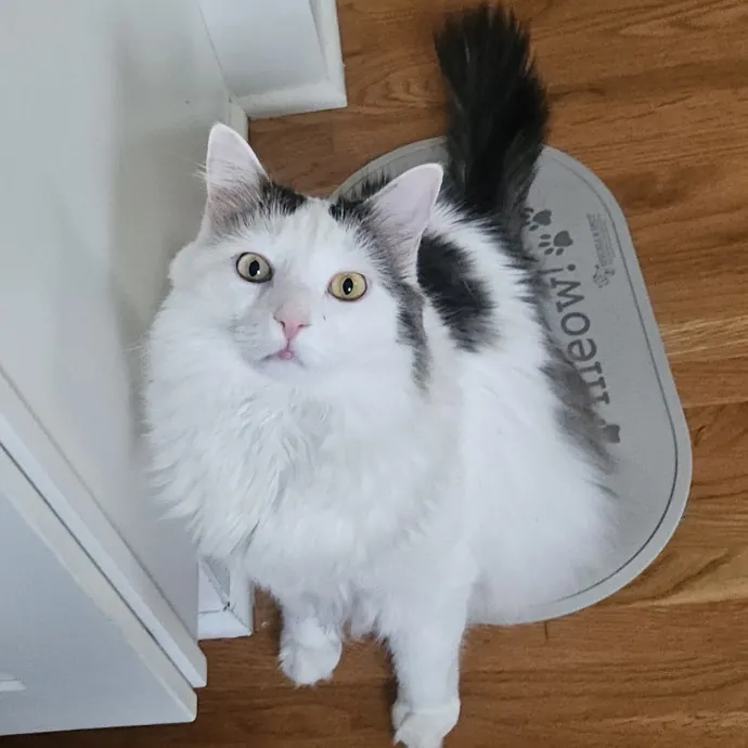 Blue Ribbon Cat Sitter Of Queen City
