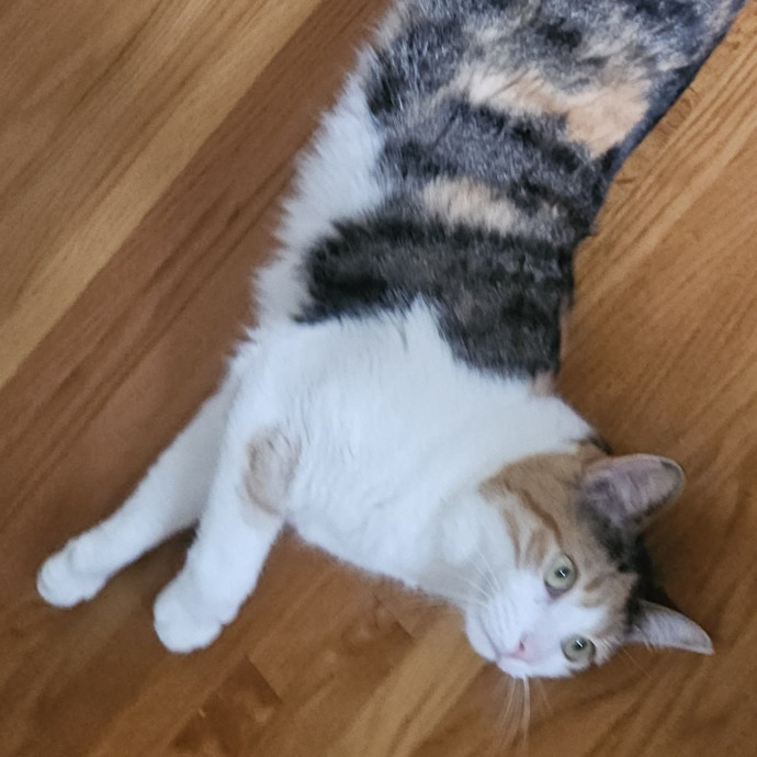 Blue Ribbon Cat Sitter Of Queen City