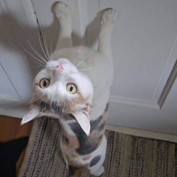 Blue Ribbon Cat Sitter Of Queen City