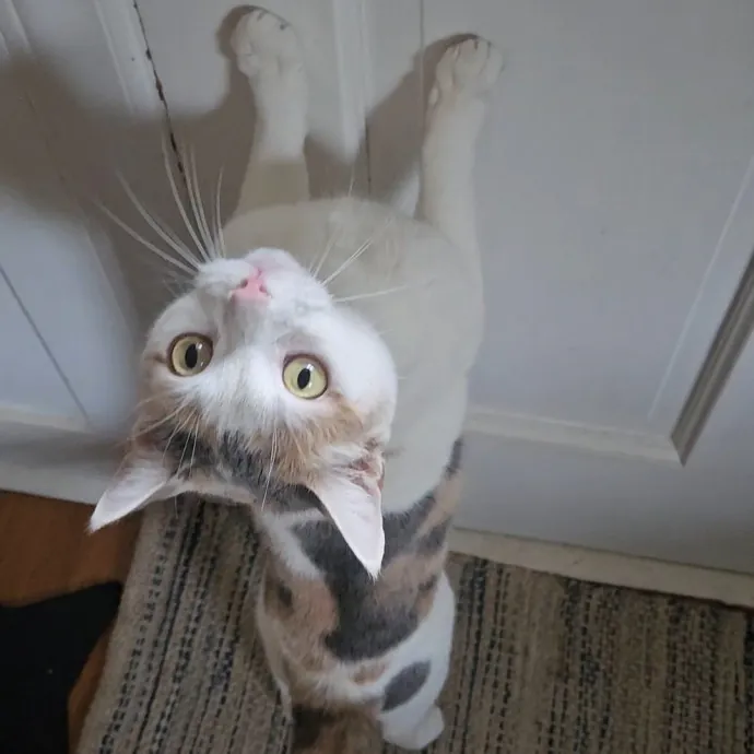 Blue Ribbon Cat Sitter Of Queen City