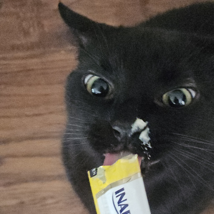 Blue Ribbon Cat Sitter Of Queen City