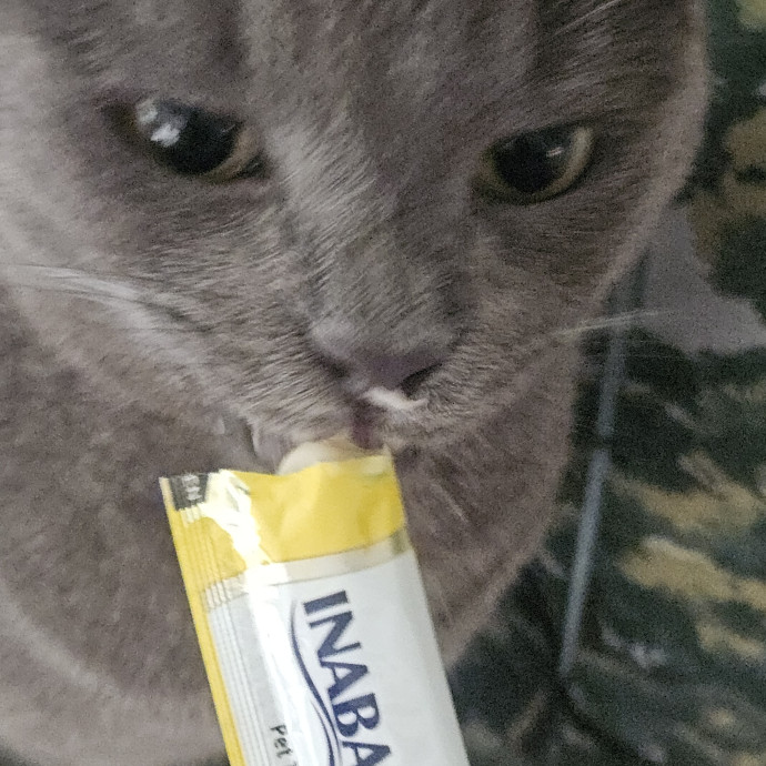 Blue Ribbon Cat Sitter Of Queen City
