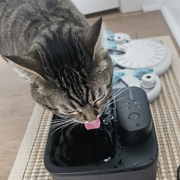 Blue Ribbon Cat Sitter Of Queen City