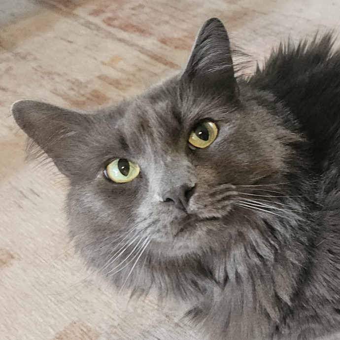 Blue Ribbon Cat Sitter Of Queen City