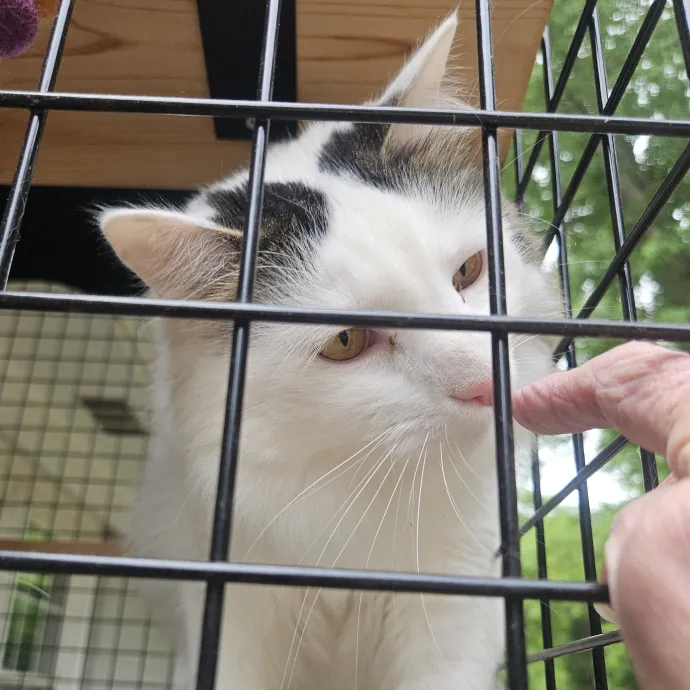 Blue Ribbon Cat Sitter Of Queen City
