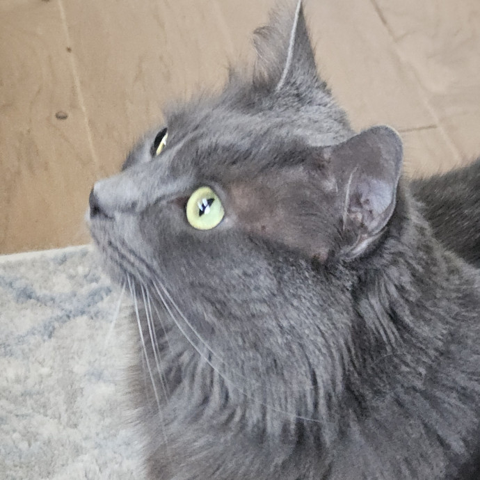Blue Ribbon Cat Sitter Of Queen City