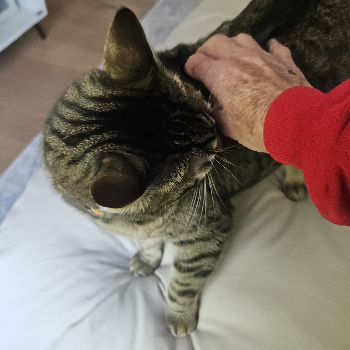 Blue Ribbon Cat Sitter Of Queen City