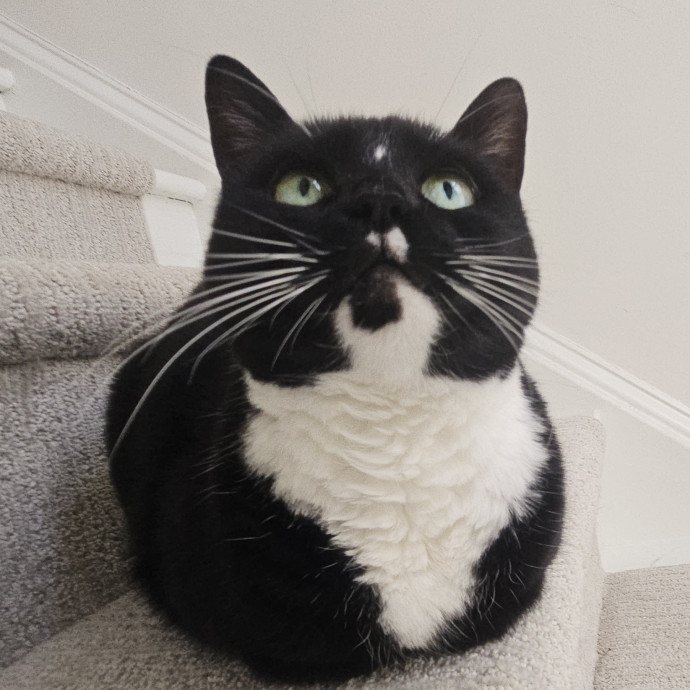 Blue Ribbon Cat Sitter Of Queen City