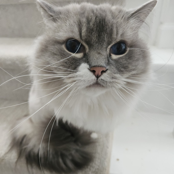 Blue Ribbon Cat Sitter Of Queen City