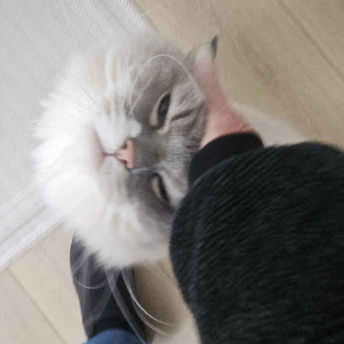 Blue Ribbon Cat Sitter Of Queen City