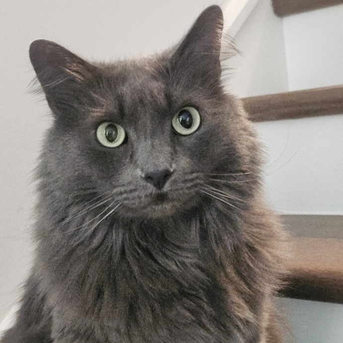 Blue Ribbon Cat Sitter Of Queen City