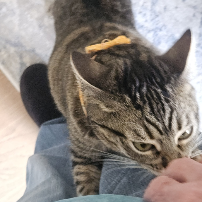 Blue Ribbon Cat Sitter Of Queen City