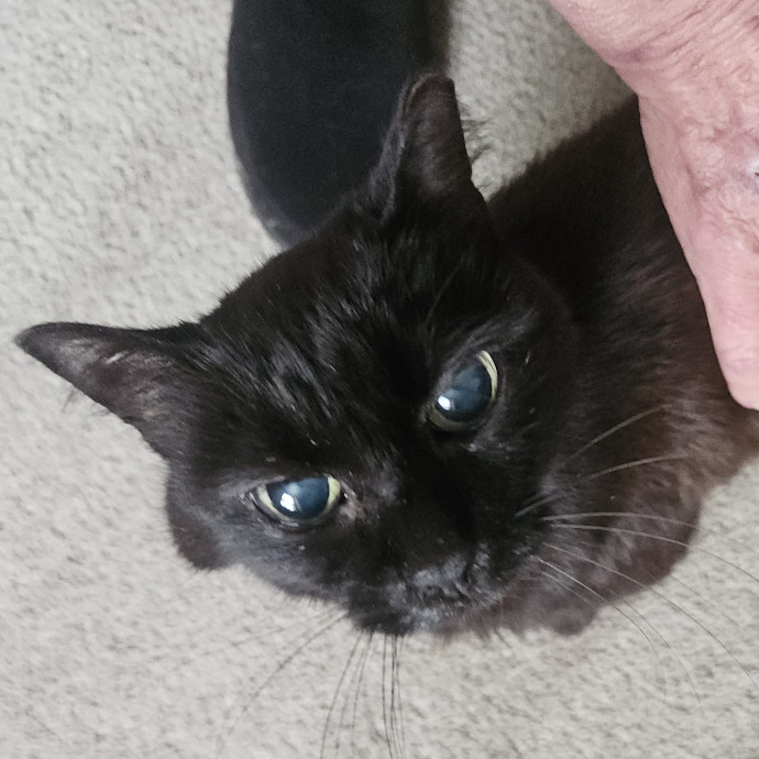 Blue Ribbon Cat Sitter Of Queen City