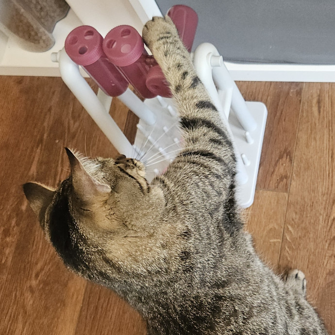 Blue Ribbon Cat Sitter Of Queen City