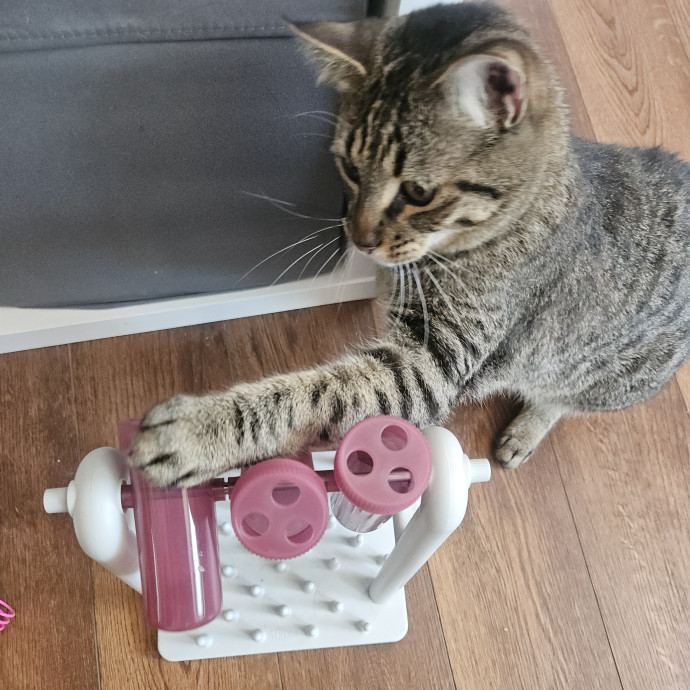 Blue Ribbon Cat Sitter Of Queen City