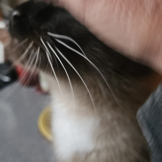 Blue Ribbon Cat Sitter Of Queen City