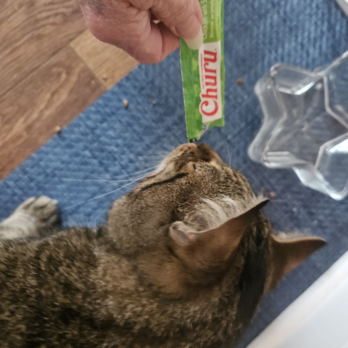 Blue Ribbon Cat Sitter Of Queen City