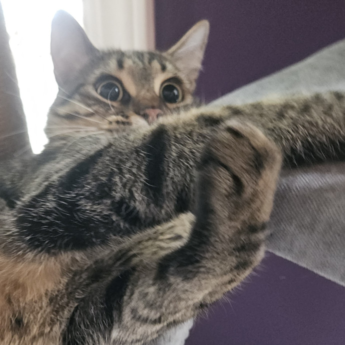 Blue Ribbon Cat Sitter Of Queen City