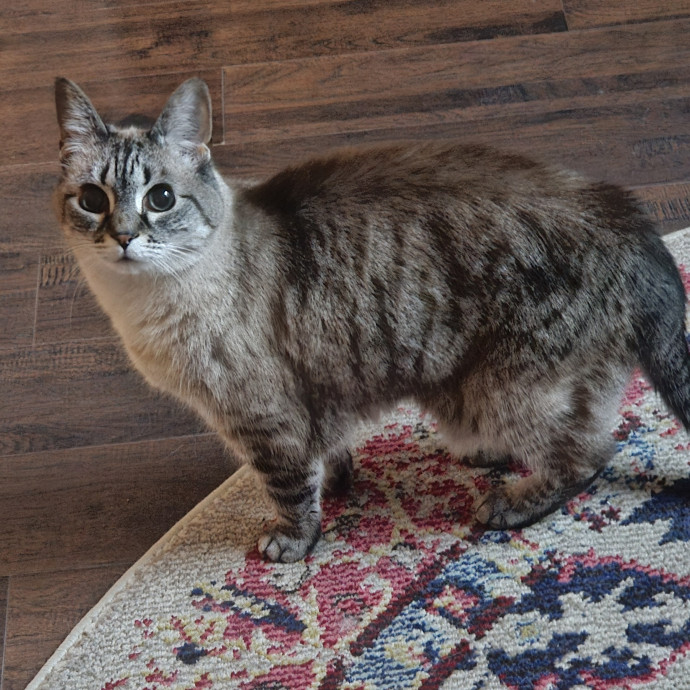 Blue Ribbon Cat Sitter Of Queen City