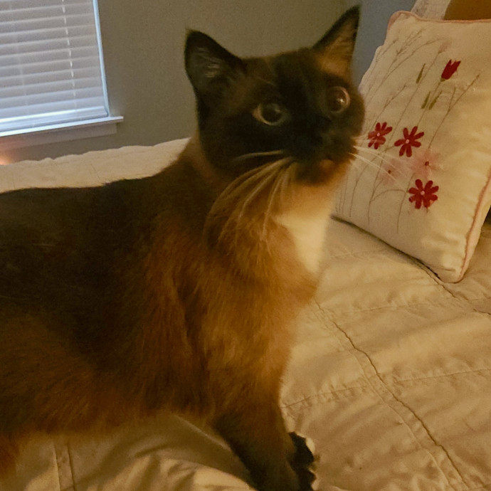 Blue Ribbon Cat Sitter Of Queen City