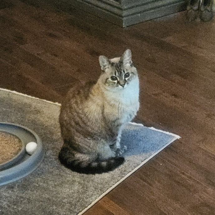 Blue Ribbon Cat Sitter Of Queen City
