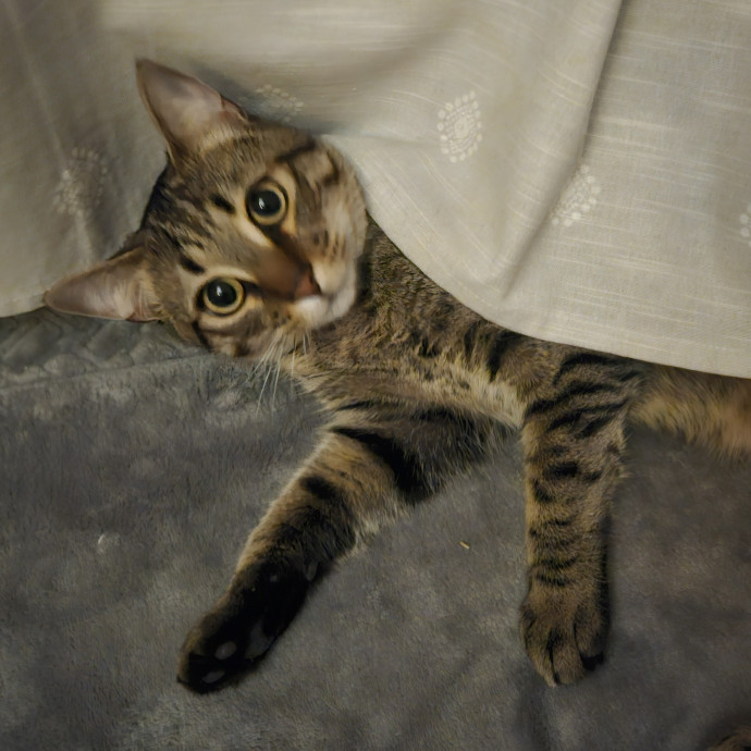 Blue Ribbon Cat Sitter Of Queen City