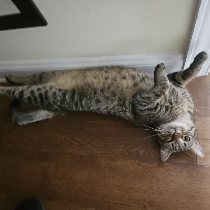 Blue Ribbon Cat Sitter Of Queen City