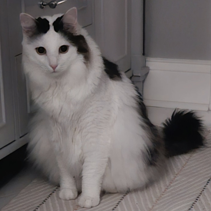 Blue Ribbon Cat Sitter Of Queen City