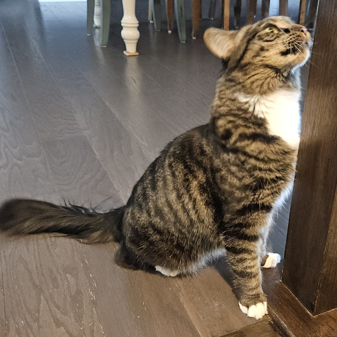 Blue Ribbon Cat Sitter Of Queen City
