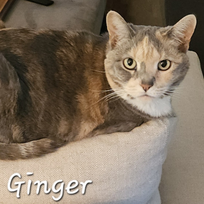 Blue Ribbon Cat Sitter Of Queen City
