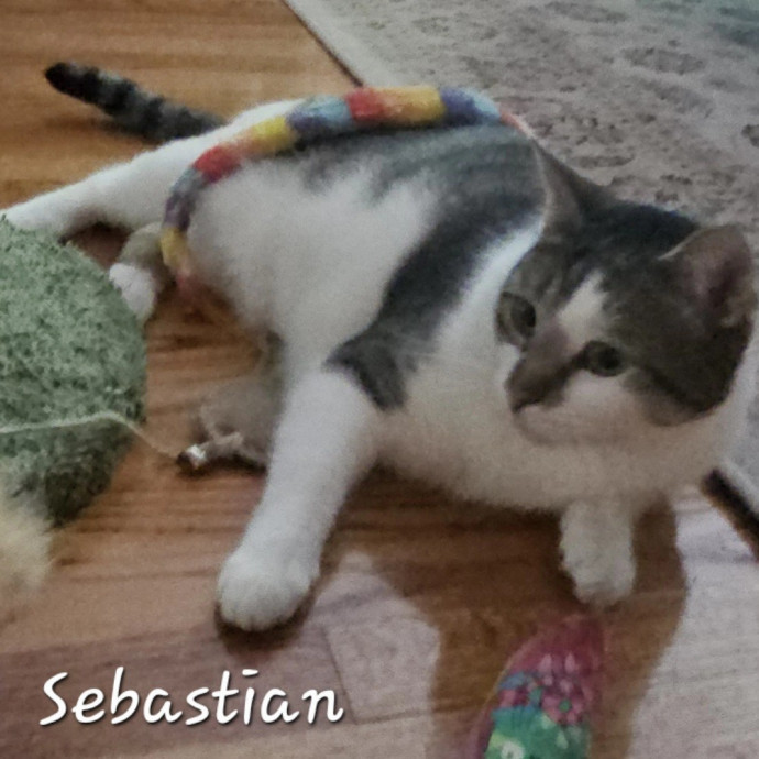 Blue Ribbon Cat Sitter Of Queen City
