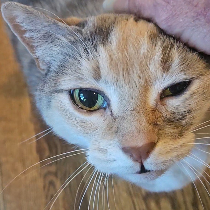 Blue Ribbon Cat Sitter Of Queen City