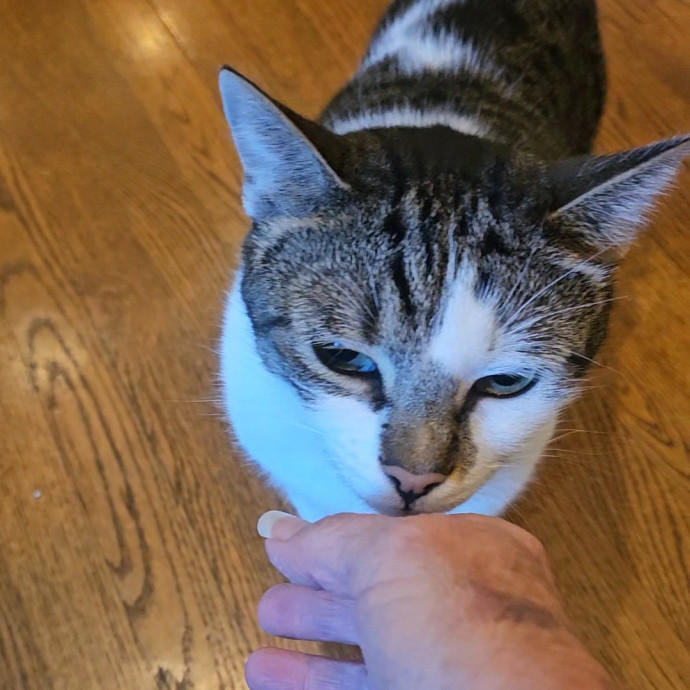 Blue Ribbon Cat Sitter Of Queen City