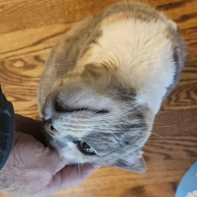 Blue Ribbon Cat Sitter Of Queen City